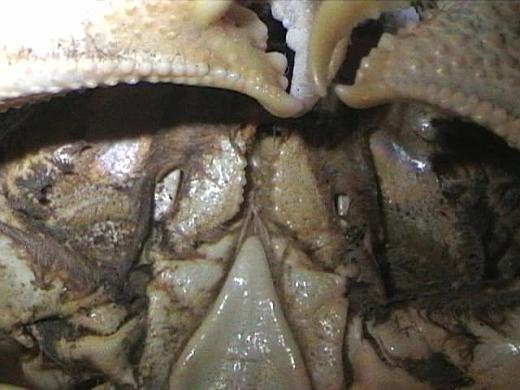 calappa hepatica from Madagascar 07.JPG